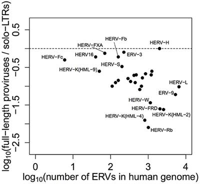 The Exaptation of HERV-H: Evolutionary Analyses Reveal the Genomic Features of Highly Transcribed Elements